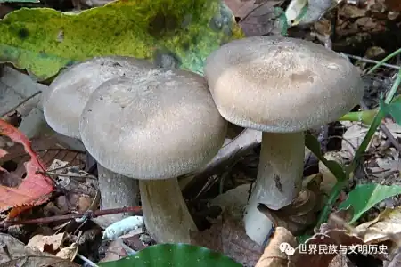 地球生物全系列——从单细胞到人类伞菌目—离褶伞科 2 地球生物全系列——从单细胞到人类伞菌目—离褶伞科 2